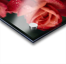 Roses Are Red  Acrylic print
