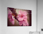 Cherry Blossom Flower Acrylic Print