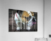 Bulldog Acrylic Print