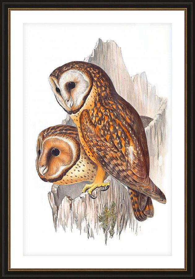 Chestnut-Faced Owl  Picture Frame print