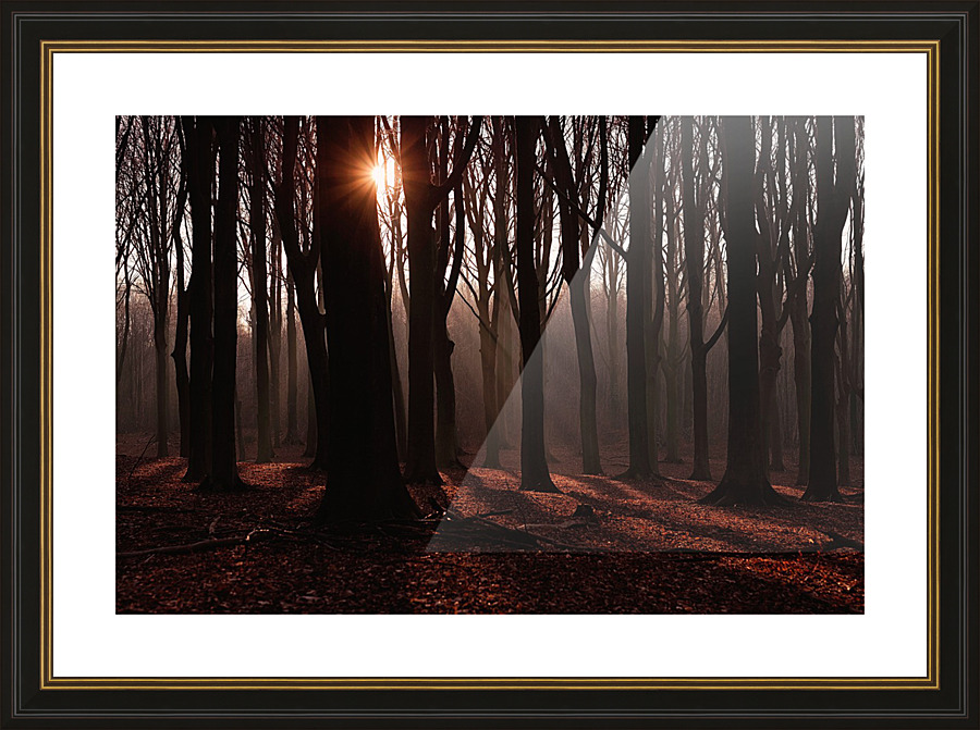 Forest 1_OSG Picture Frame print