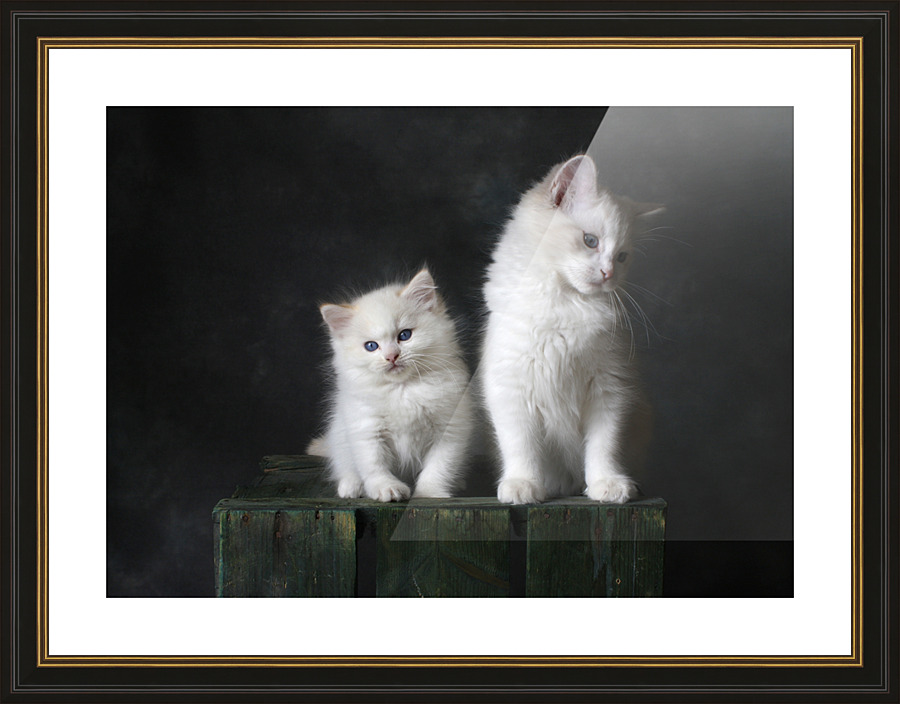 CUTE KITTENS Picture Frame print