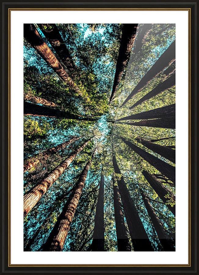 Looking Up 02_OSG Picture Frame print