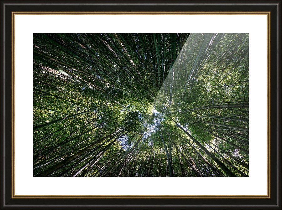 Bamboo Forest_OSG Picture Frame print