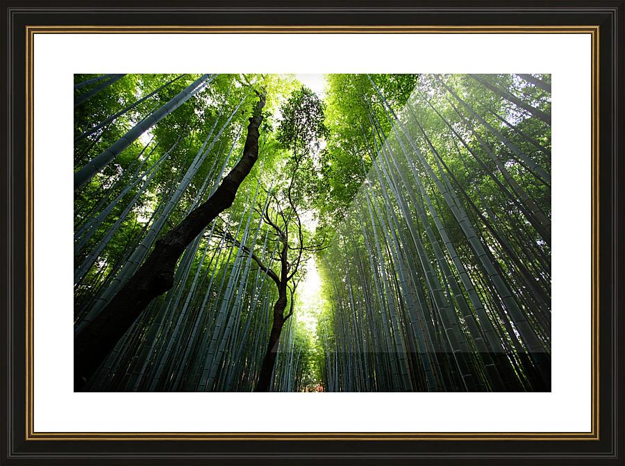 Bamboo Forest_OSG   Picture Frame print