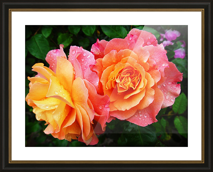 Rose 1_OSG Picture Frame print