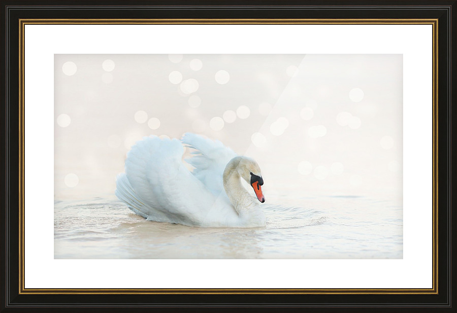 Swan Picture Frame print