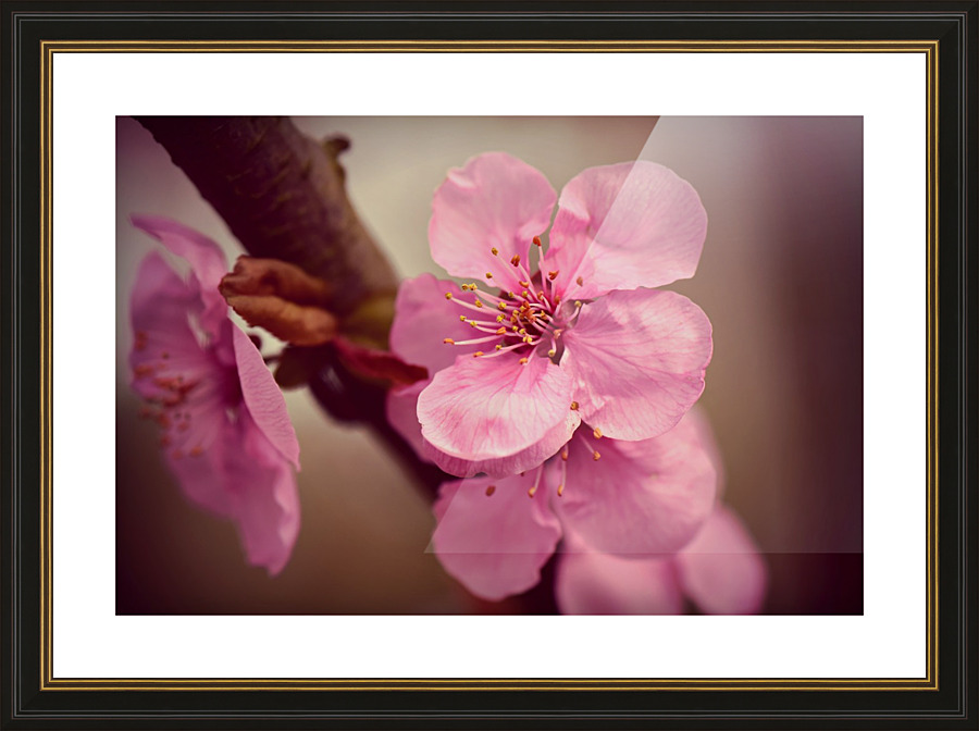 Cherry Blossom Flower Picture Frame print