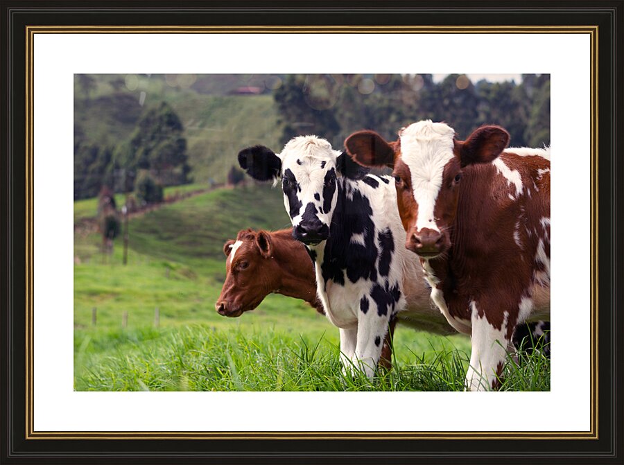 Brown and White Cows Picture Frame print