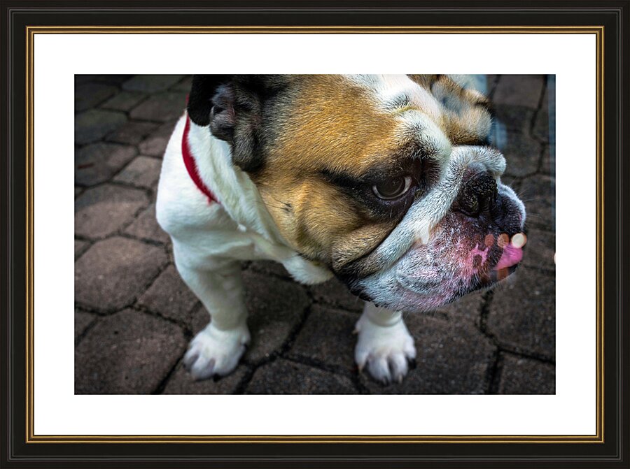 Bulldog Picture Frame print