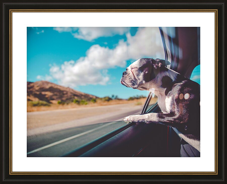 Boston Terrier Dog  Picture Frame print
