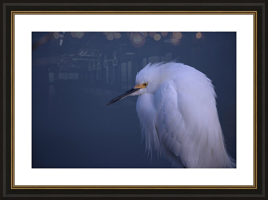 Egret Picture Frame print