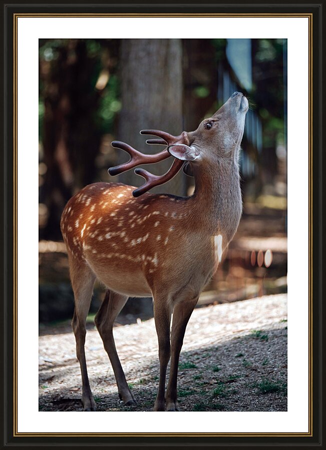  Fine Art print