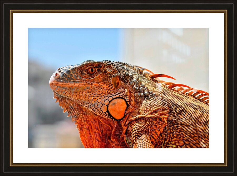  Fine Art print
