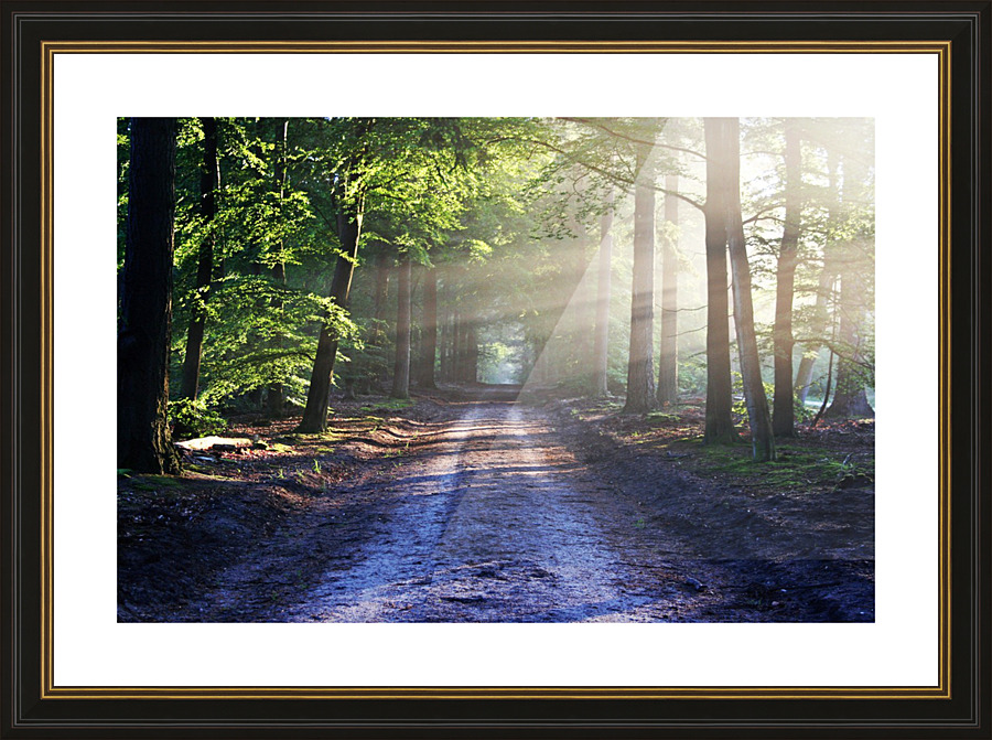 Forest Road 2_OSG Picture Frame print