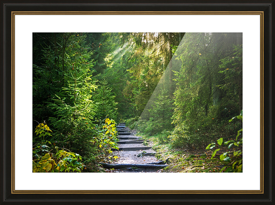 Forest Path 1_OSG Picture Frame print