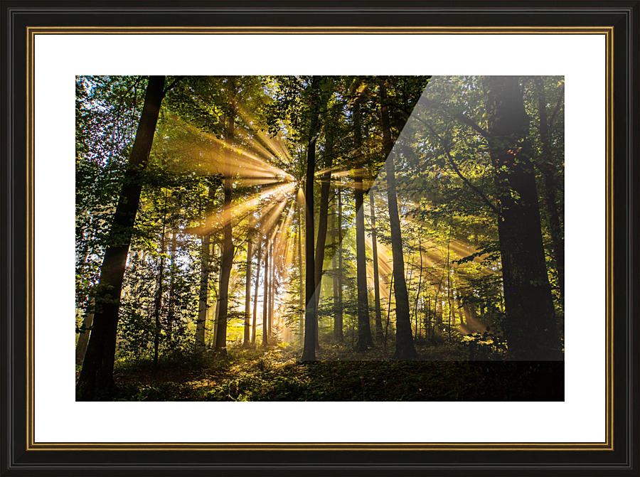 Forest Sun Rays 1_OSG Picture Frame print