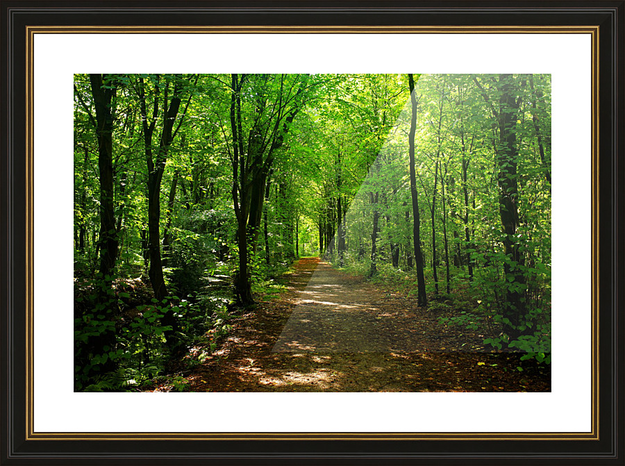 Forest Road 5_OSG Picture Frame print