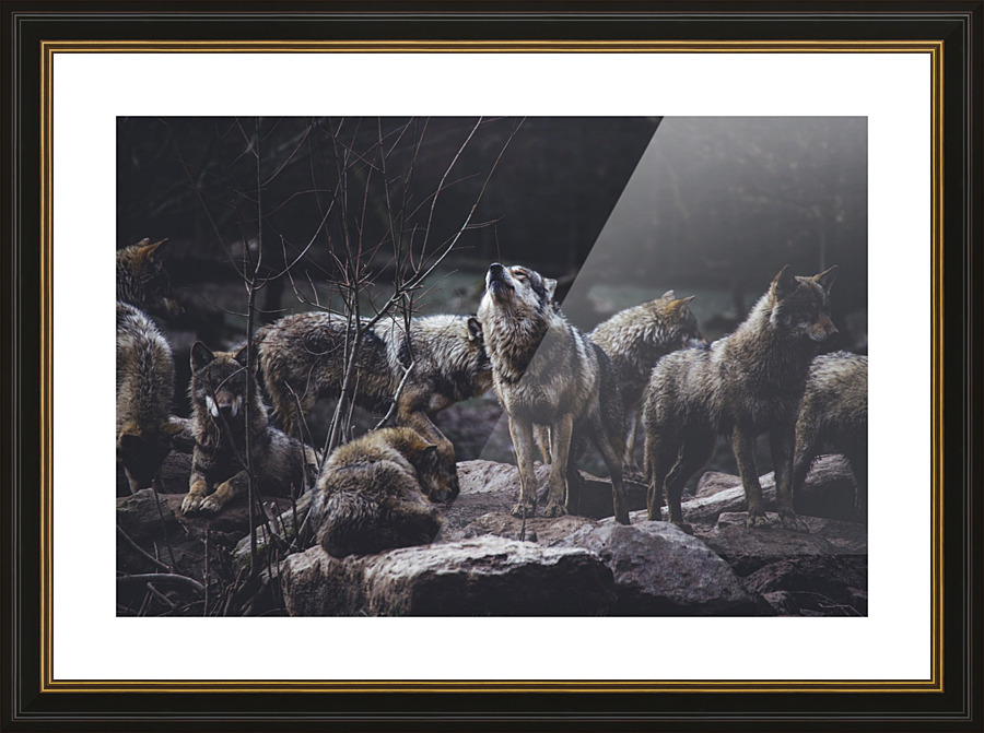 Wolf Pack Picture Frame print