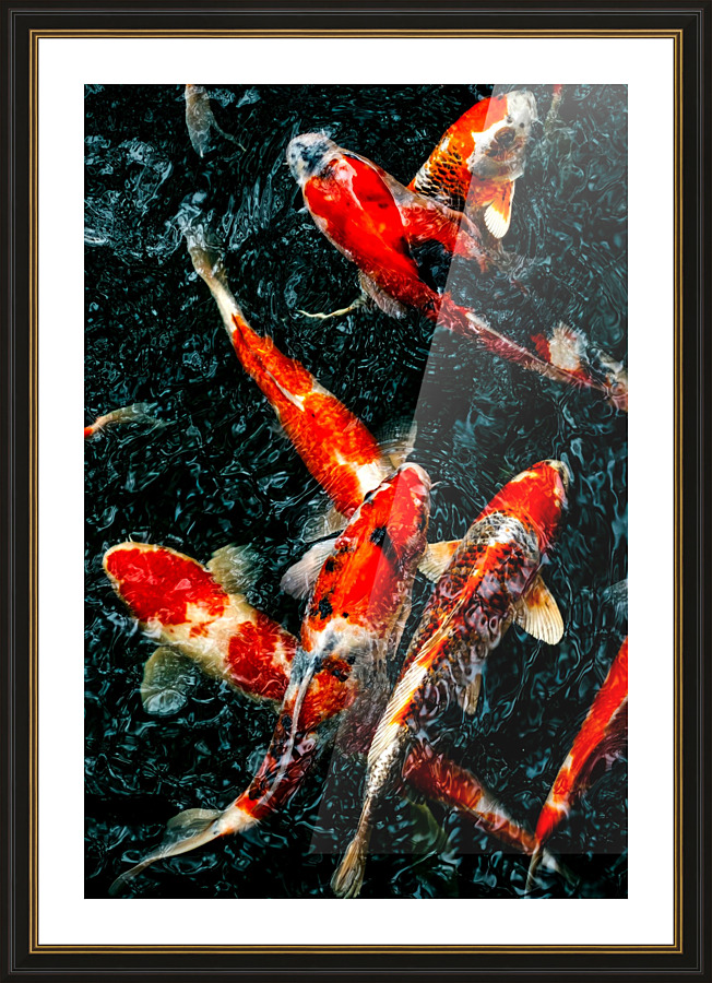 Koi Fish Picture Frame print