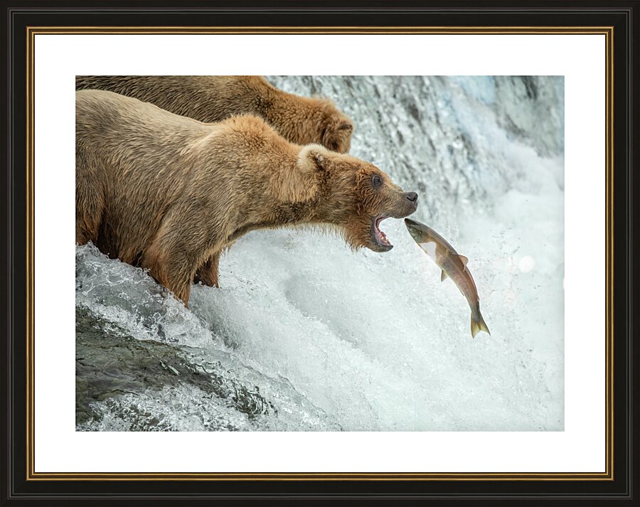 Brown Bear Catching Salmon Picture Frame print