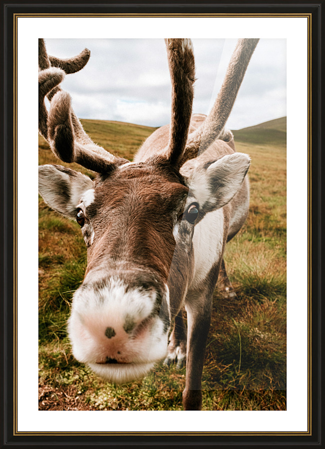 Deer Close Up Picture Frame print