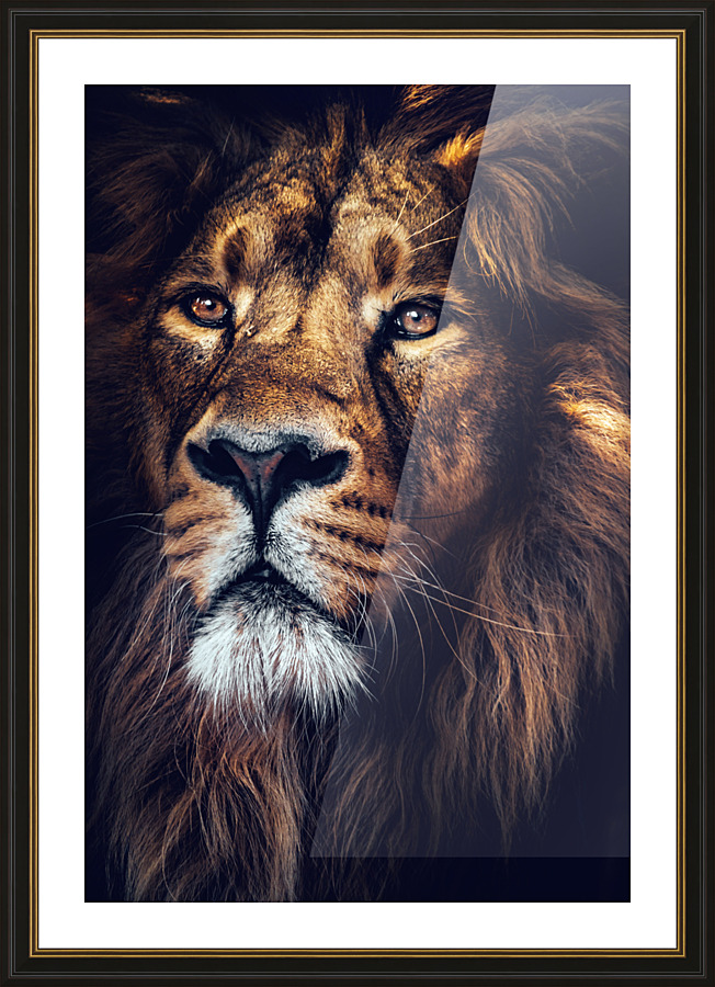 Lion Jungle king Picture Frame print