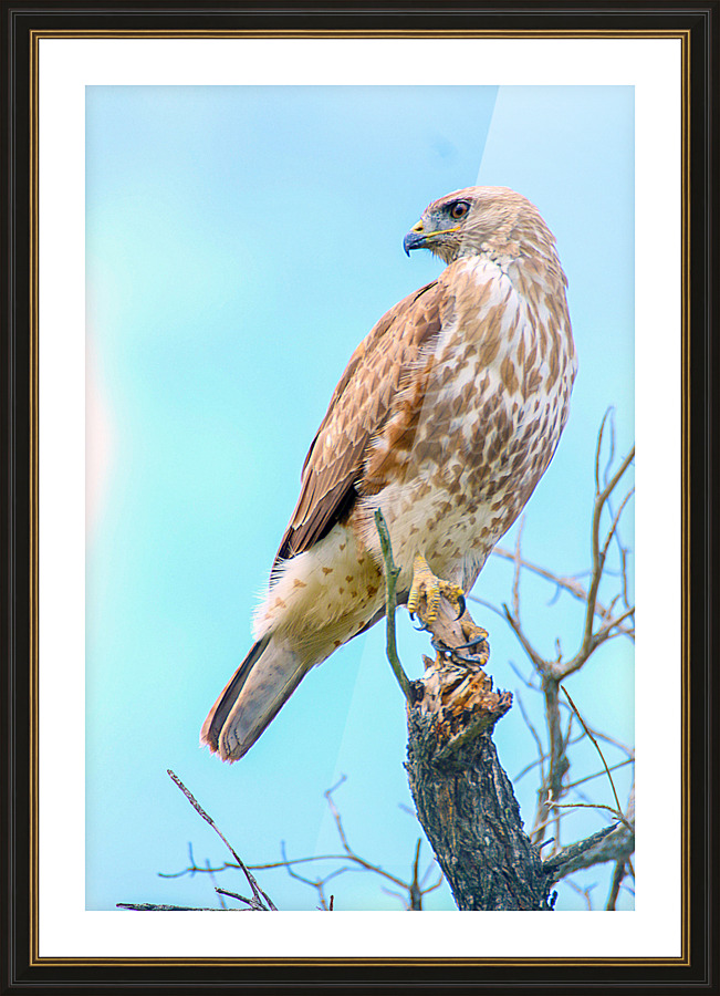 Hawk Buzzard Bird Picture Frame print