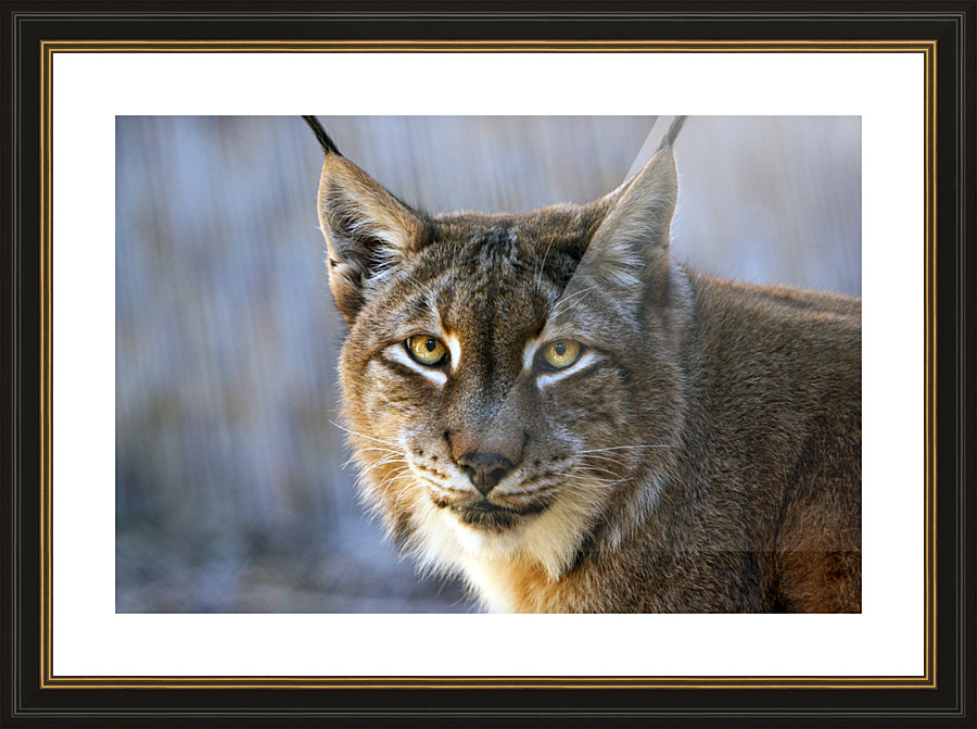 Lynx Big Cat Picture Frame print