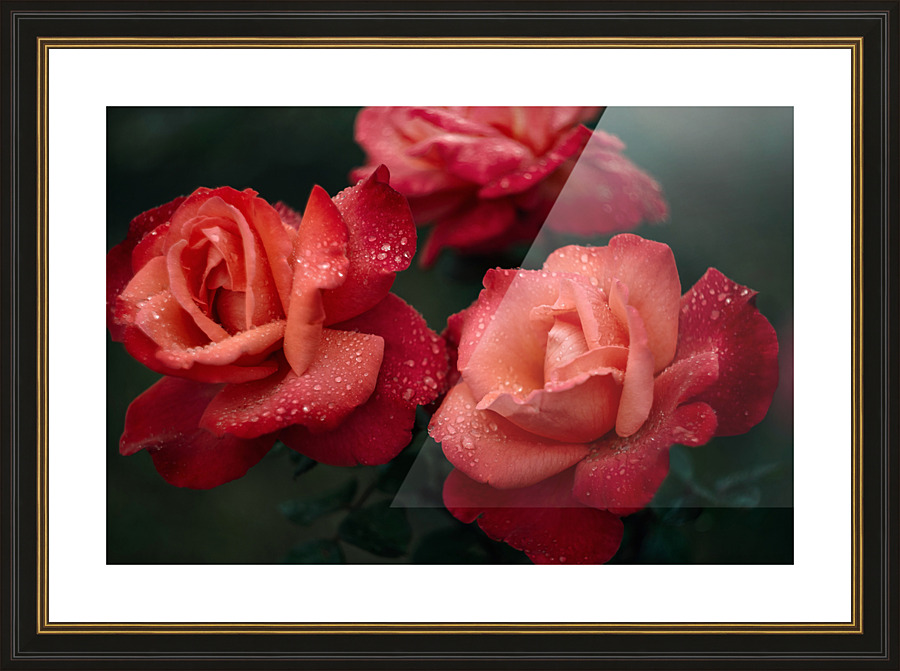 Roses Are Red  Picture Frame print