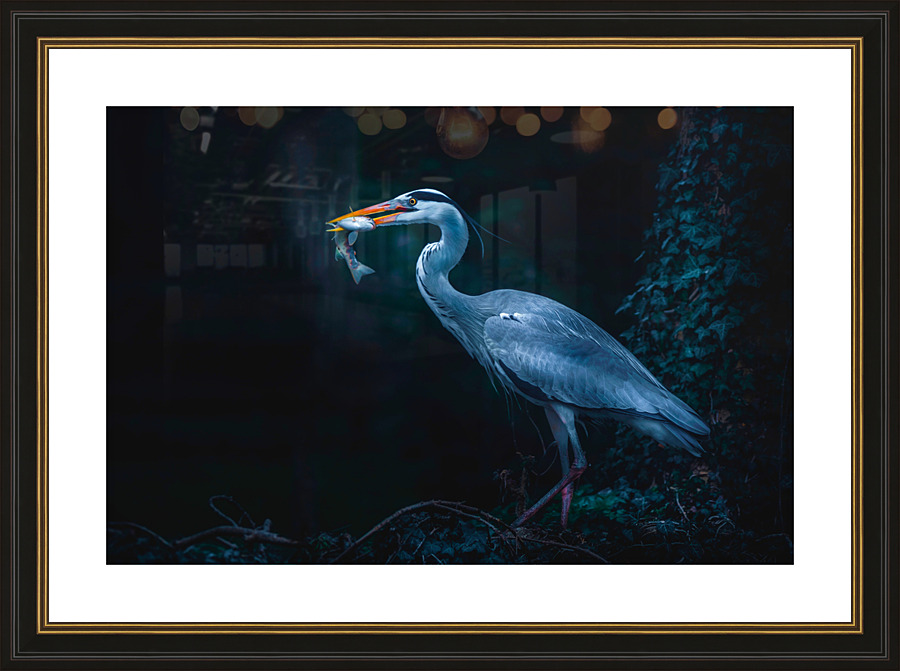 Herons Meal Picture Frame print