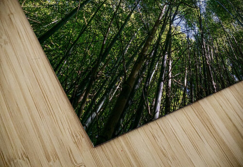 Bamboo Forest_OSG One Simple Gallery puzzle