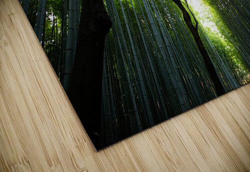 Bamboo Forest_OSG   One Simple Gallery puzzle