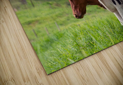 Brown and White Cows One Simple Gallery puzzle