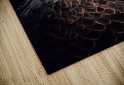 Bald Eagle One Simple Gallery puzzle