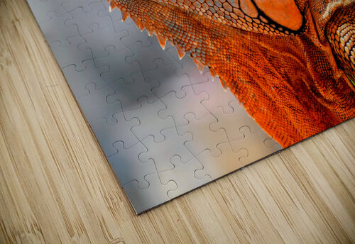 Iguana One Simple Gallery puzzle