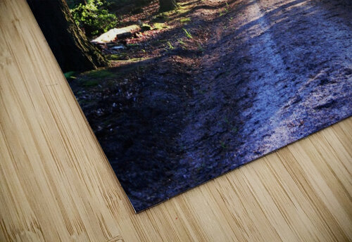 Forest Road 2_OSG One Simple Gallery puzzle