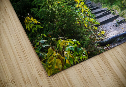 Forest Path 1_OSG One Simple Gallery puzzle