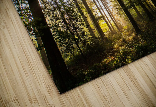 Forest Sun Rays 1_OSG One Simple Gallery puzzle