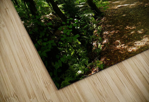 Forest Road 5_OSG One Simple Gallery puzzle