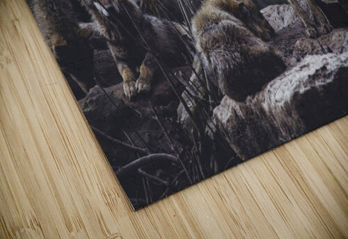 Wolf Pack One Simple Gallery puzzle