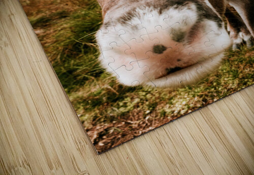 Deer Close Up One Simple Gallery puzzle