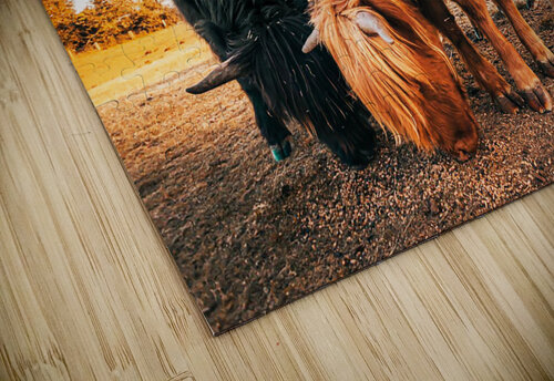 Domestic Yak One Simple Gallery puzzle