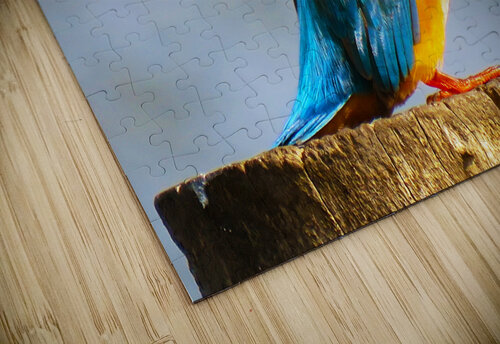 Common kingfisher Bird One Simple Gallery puzzle