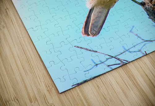 Hawk Buzzard Bird One Simple Gallery puzzle
