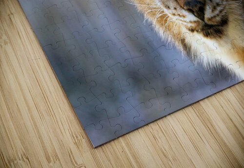 Lynx Big Cat One Simple Gallery puzzle