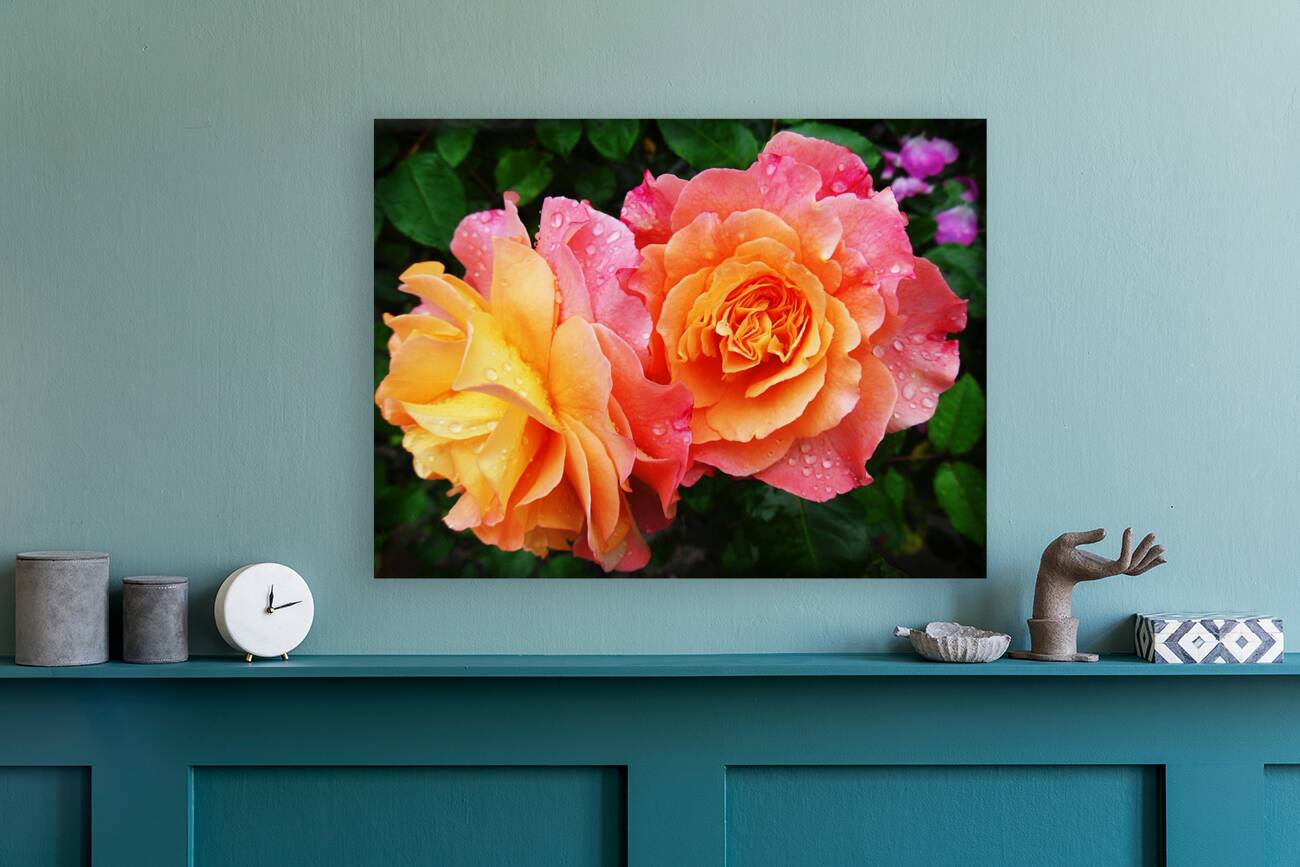 Rose 1_OSG Reproduction