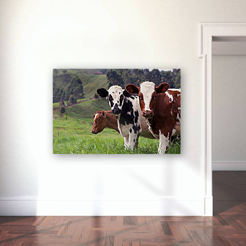 Brown and White Cows Reproduction