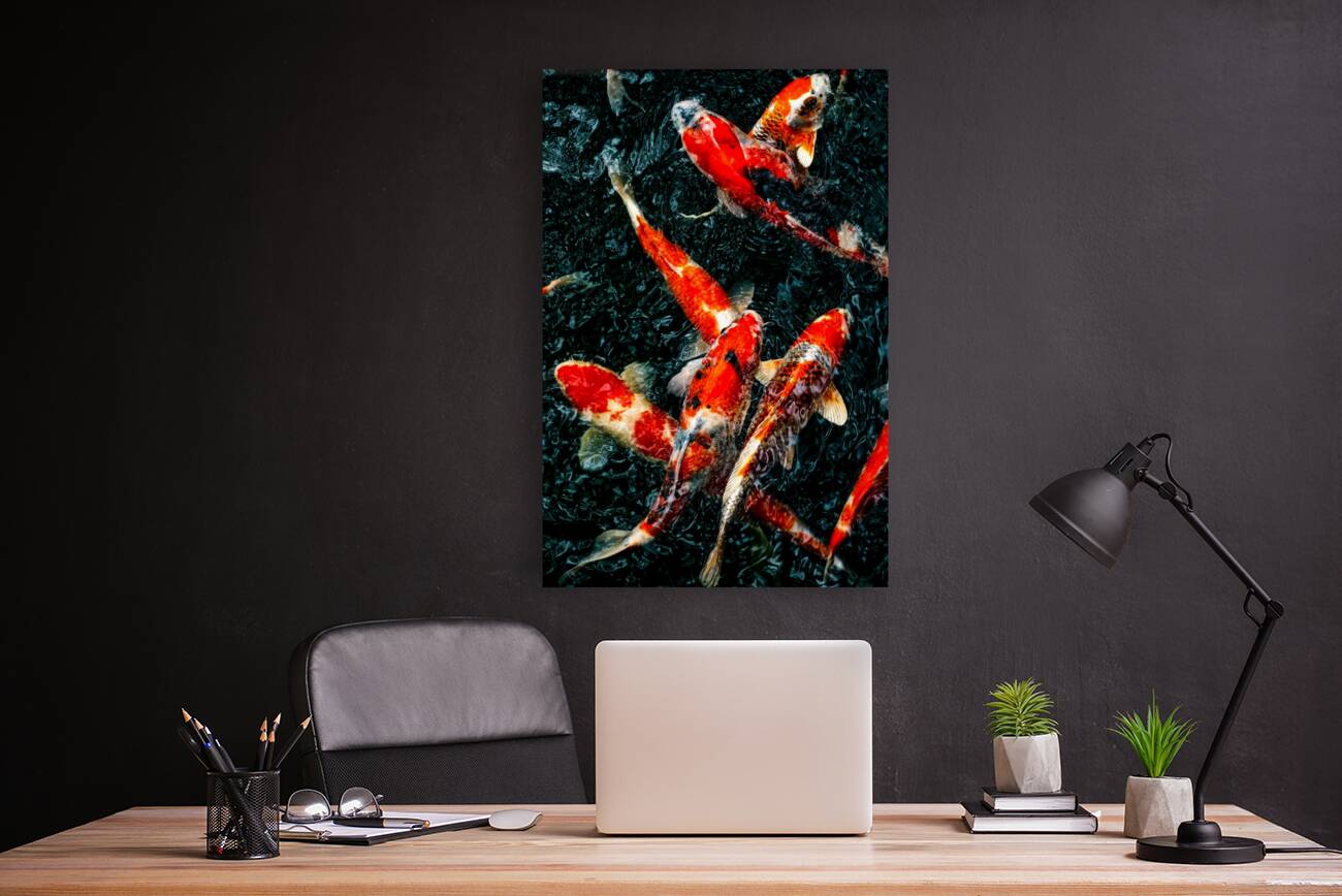 Koi Fish Reproduction