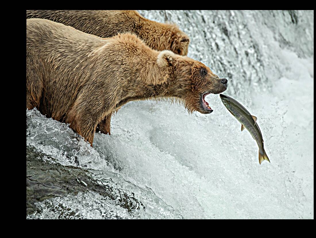 Brown Bear Catching Salmon Reproduction